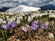 71 Distese di Crocus vernus bianchi e violetti con vista verso il bianco Montu che vado a salire per la prima volta 